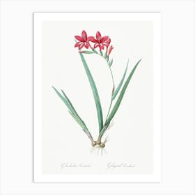 Gladiolus Cardinalis, Pierre Joseph Redoute Art Print