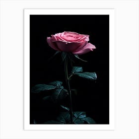 Pink Rose On Black Background 35 Art Print