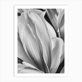 Iris B&W Pencil 1 Flower Art Print