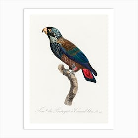 The Bronze Winged Parrot, From Natural History Of Parrots, Francois Levaillant Art Print