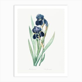 German Iris Illustration From Les Liliacées, Pierre Joseph Redouté Art Print