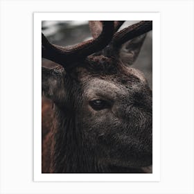 Modern Elk Art Print