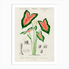 Elephant Ear (Caladium Bicolor), Charles Dessalines D' Orbigny Art Print