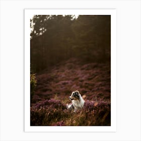 Border Collie In A Heather Field- Scotland Highland UK dog photo print - moody animal photography Art Print