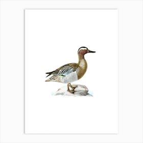 Vintage Greater Scaup Bird Illustration on Pure White n.0012 Art Print