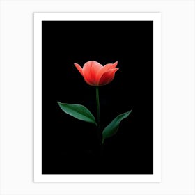 Single Red Tulip On Black Background 1 Art Print