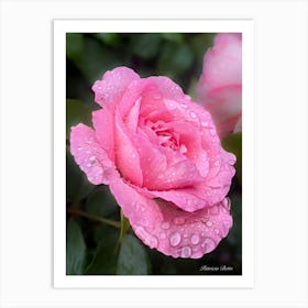 Pink Rose With Raindrops - Photography Art Print