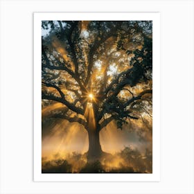 Sunrise Over The Oak Tree Art Print