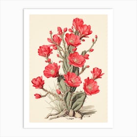 Vintage Cactus Illustration Cylindropuntia Kleiniae 2 Art Print