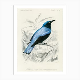 Square Tailed Drongo (Edoius Caerulescens), Charles Dessalines D' Orbigny Art Print