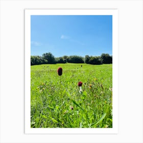 Field Of Wild Flowers Art Print