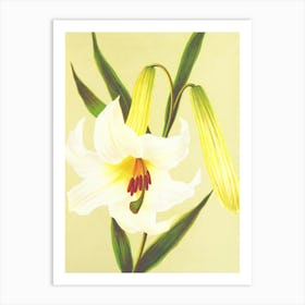 Lily Of The Valley 3 Art Print