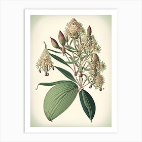 Whorled Milkweed Wildflower Vintage Botanical Art Print