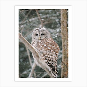 Winter Owl Art Print