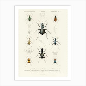 Different Types Of Beetles, Charles Dessalines D'Orbigny Art Print