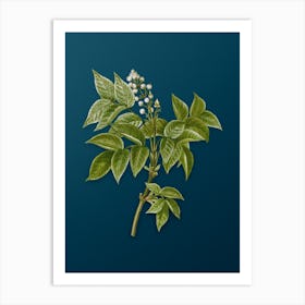 Vintage European Bladdernut Botanical Art on Teal Blue n.0713 Art Print