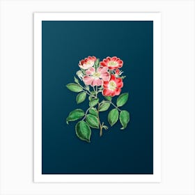 Vintage Rose Clare Flower Botanical Art on Teal Blue n.0862 Art Print