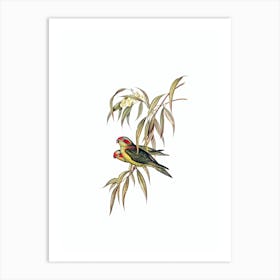 Vintage Musky Lorikeet Parrot Bird Illustration on Pure White n.0315 Art Print