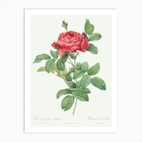 Bridge Rose From Les Roses, Pierre Joseph Redoute Art Print
