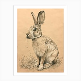 English Spot Rabbit Drawing 2 Art Print