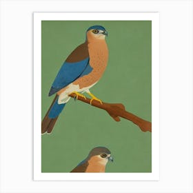 Eurasian Sparrowhawk 2 Midcentury Illustration Bird Art Print