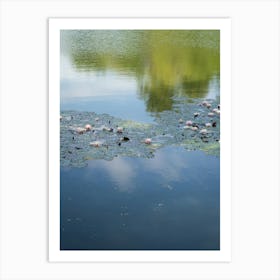 Water lilies and reflection in a pond 2 Art Print