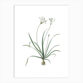 Vintage Allium Fragrans Botanical Illustration on Pure White n.0714 Art Print