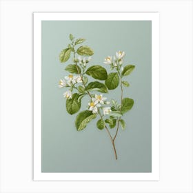Vintage Snowdrop Bush Botanical Art on Mint Green n.0493 Art Print