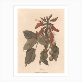 Kuara (1789), James Heath Art Print