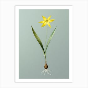 Vintage Tulipa Celsiana Botanical Art on Mint Green n.0270 Art Print