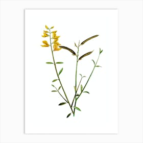 Vintage Spanish Broom Botanical Illustration on Pure White n.0534 Art Print