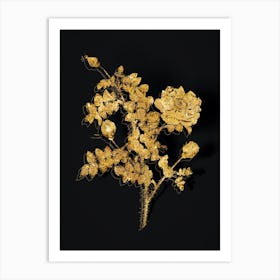 Vintage White Burnet Roses Botanical in Gold on Black n.0346 Art Print