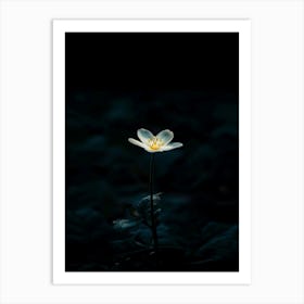 White Flower In The Dark 34 Art Print