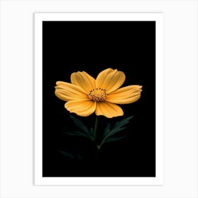 Yellow Cosmos Flower 4 Art Print