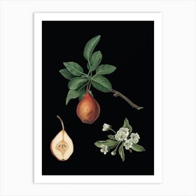 Vintage Pear Botanical Illustration on Solid Black n.0536 Art Print