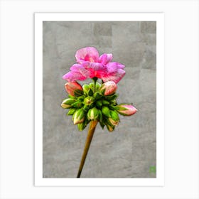 PINK GERANIA, PELARGONIUM 20240315153011RT1PUB Art Print