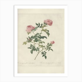 Rose Illustration, Pierre Joseph Redoute (34) Art Print