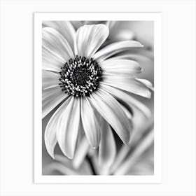 Anemone B&W Pencil 1 Flower Art Print