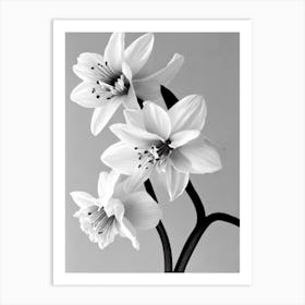 Daffodils B&W Pencil 1 Flower Art Print