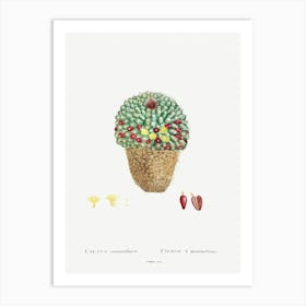 Cactus Mammillaria, Pierre Joseph Redoute Art Print