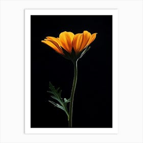 Single Orange Flower 10 Art Print