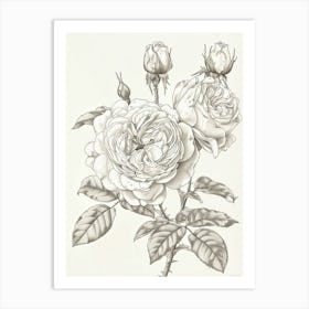 Rose With Dewdrops Line Drawing 3 Art Print