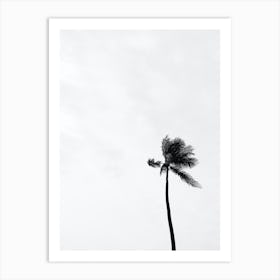 Black And White Photo Of A Palm Tree Art Print