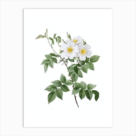 Vintage White Rosebush Botanical Illustration on Pure White Art Print
