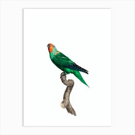 Vintage Red Faced Parrot Bird Illustration on Pure White Art Print