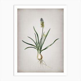 Vintage Muscari Ambrosiacum Botanical on Parchment n.0298 Art Print