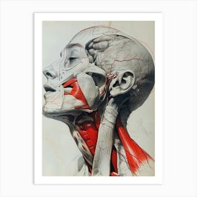 Anatomy Of The Human Head And Neck biology Art Print