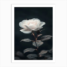 White Rose 1 Art Print