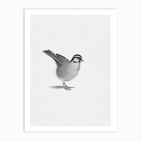 Partridge B&W Pencil Drawing 1 Bird Art Print