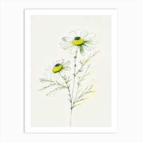 Feverfew Herb Minimalist Watercolour 1 Art Print